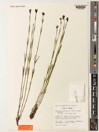 Image result for Amphiasma