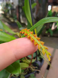 Image result for Bulbophyllum fuscum