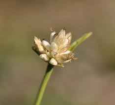 Image result for Hypolytrum heteromorphum