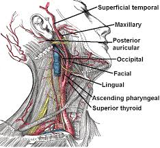 This artery courses upward and to the back and supplies structures in the face and neck, including the teeth and gums, thyroid given its essential role in supplying the head and neck, disorders of or damage to the common carotid arteries can have a serious clinical impact. Arteries In The Neck The Carotid Arterial System Lecturio