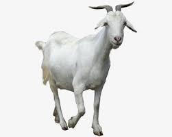 Goat Goats Png Animals