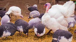 ~6gb (0x9653643a45a4a1459e318fe932164b21) nombre completo : Bird Turkeys And Guinea Fowls Bird Turkeys Birds Guinea Fowl Stock Photo Picture And Royalty Free Image Image 77426185