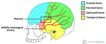 Left side head and neck pain. Bones Of The Skull Structure Fractures Teachmeanatomy