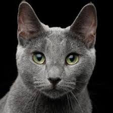 Die russisch blau ist eine alte katzenrasse aus russland, die durch ihre fellfarbe bekannt ist. Russisch Blau Allekatzenrassen De