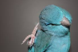 Bird With Blue Feet And Beak Pin On Pacific Parrotlet
