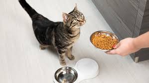 Cat Feeding Advice & Top Tips | Purina