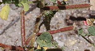 Image result for Indigofera colutea