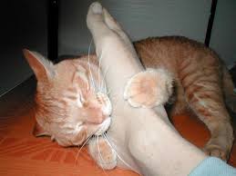 pochemu kot kusaetsya blog vetkliniki belanta