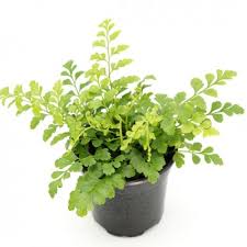 Image result for Asplenium gemmiferum