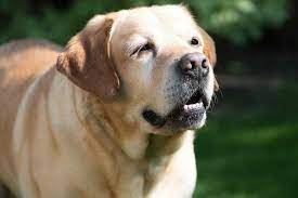 11 Things You Should Know About The British Labrador Your Dog Advisor