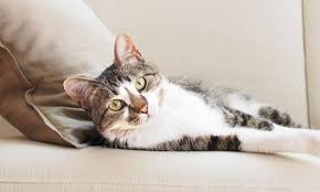 Simple to use and easy to build, no special tools or materials are needed. Games To Play With Your Cat Purina