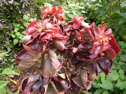 Image result for Acalypha dikuluwensis