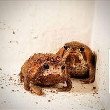 Mozambique Desert Rain Frogs Frog And Toad Cute Frogs Frog Pictures