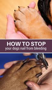 5 Ways To Stop Your Dogs Nail From Bleeding Puppy Leaks Dog Nails Dog Nail Bleeding Clipping Dog Nails