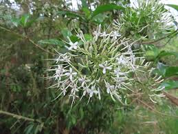 Image result for Pavetta sp. A