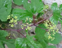 Image result for Platylepis glandulosa