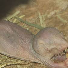 Facts and information about mole : The Verge Review Of Animals The Naked Mole Rat The Verge