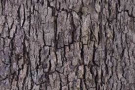 Pin By Madison Hollingsworth On Clay Tree Bark Texture Wood Bark Tree Textures