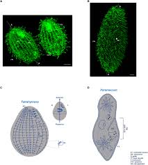 They can also live as heterotrophs and eat external substances. Frontiers Polarity In Ciliate Models From Cilia To Cell Architecture Cell And Developmental Biology