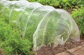 The damaged parts of the leaves. How To Keep Pests Away From An Organic Vegetable Garden