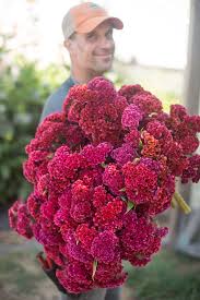 Pin On Flower Farming