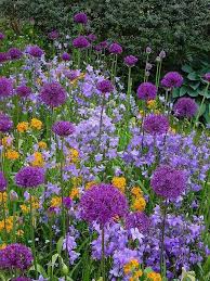Allium Holland Sensation Erysimum Campanula Purple Orange Meadow Garten Pflanzen Garten Pflanzen