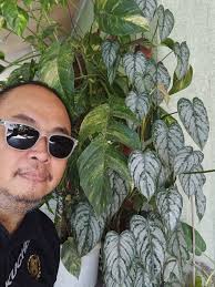 Introducing myself with philodendron photos