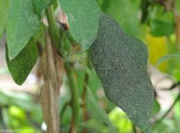 Image result for sooty mould