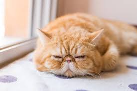 They often require special attention in various aspects of their health, including vision, respiration, and dental care. The Price Of Cuteness Are Cats The Latest Victims Of Our Thirst For Endless Novelty Gvc Global Veterinary Careers Vet Recruitment