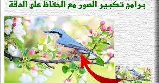 اقوى برنامج تكبير الصور مع الحفاظ على الدقة Blue Jay Animals Bird