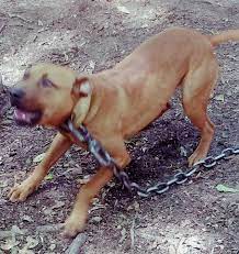 Maybe you would like to learn more about one of these? Ride Or Die Kennels Posts Facebook