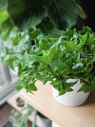 How To Grow Stunning Cape Ivy In Planters And Pots In 2020 Ivy Plants Plant Care Plant Care Houseplant