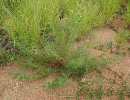 Image result for Indigofera colutea