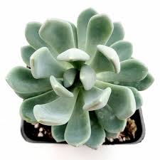 We did not find results for: Echeveria Elegans Blue Succulent Plant Ebay