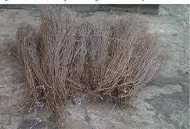 Image result for Athrixia phylicoides