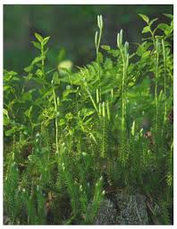 Image result for Lycopodiaceae