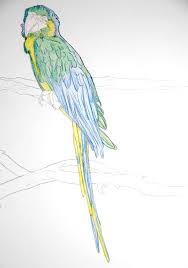 Aquarellmalerei Papagei Schritt Fur Schritt Die Entstehung