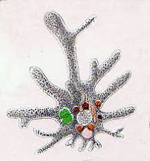 Amoeba Genus Wikipedia