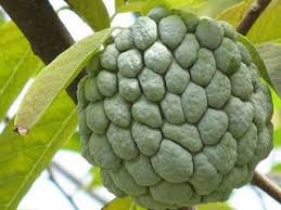 Pin On Frutos E Legumes