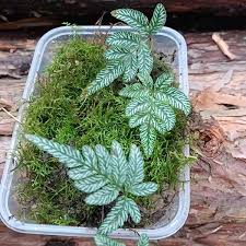 Image result for Pteris cretica