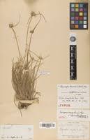 Image result for Schoenoplectiella senegalensis