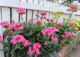 Kalanchoe Blossfeldiana Guia De Cuidados Succulent Avenue Kalanchoe Blossfeldiana Cactus De Navidad Flores Frescas