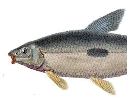 Almeirão