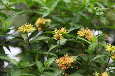 Maybe you would like to learn more about one of these? 62 Diervilla Ideas Honeysuckle Plants Bush