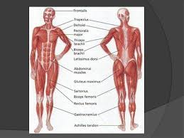 All the major muscle groups of the body from front and back. Muscles Muscle Organ That Can Relax Contract And Provide The Force To Move Your Body Parts Energy Is Used And Work Is Done More Than 600 Muscles Ppt Download