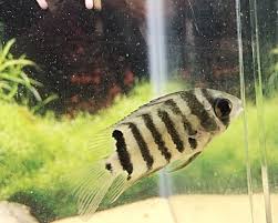 Maybe you would like to learn more about one of these? Red Shoulder Severum 4cm