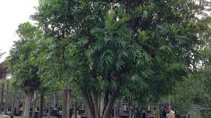 Image result for Filicium decipiens