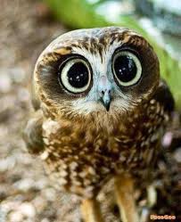 owl cute let s protect our world help saving the planet so we can all live to continue seeing these amazi cute animals animals beautiful animals wild