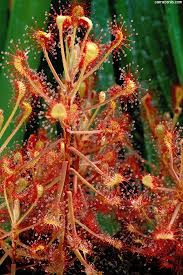 Image result for Drosera burkeana