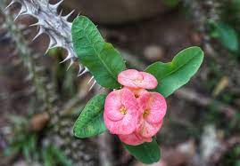 Pengertian bunga merupakan sebuah organ pada tumbuhan yang berfungsi sebagai tempat dimana terjadinya perkembang biakan generatif yang terjadi melalui suatu proses penyerbukan atau pembuahan. Bunga Euphorbia Selain Berbunga Ranum Juga Antimikroba Hingga Atasi Luka Bakar Klik Hijau